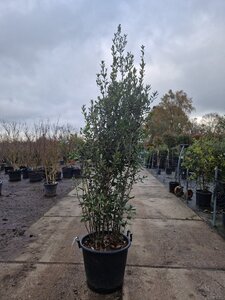 Quercus ilex 200-250 cm cont. 50L - afbeelding 2