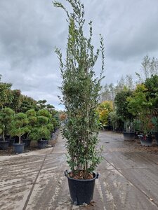 Quercus ilex 200-250 cm cont. 50L - afbeelding 4