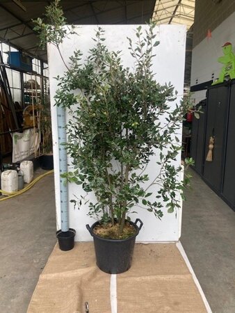 Quercus ilex 200-250 cm cont. 50L