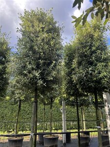 Quercus ilex 20-25 Hoogstam cont. 180L - afbeelding 2