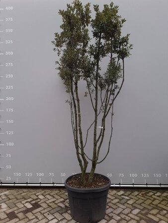 Quercus ilex 250-300 cm draadkluit meerstammig