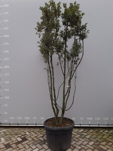 Quercus ilex 250-300 cm draadkluit meerstammig