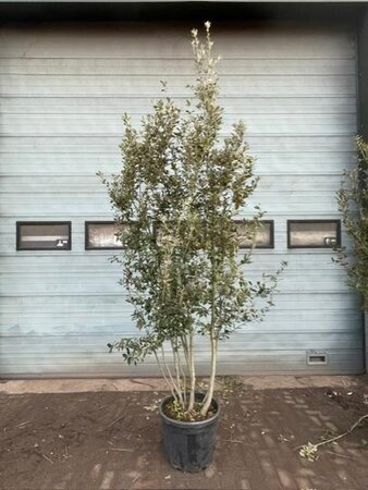 Quercus ilex 300-350 cm container meerstammig - afbeelding 15