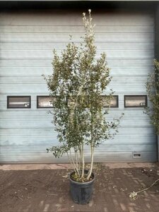 Quercus ilex 300-350 cm container meerstammig - afbeelding 15
