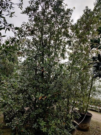 Quercus ilex 300-350 cm container meerstammig - afbeelding 16