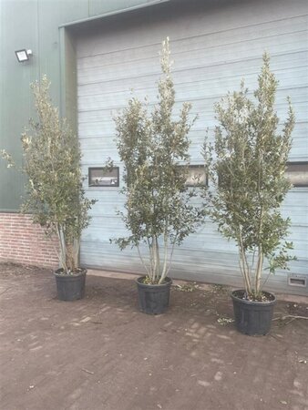 Quercus ilex 300-350 cm container meerstammig - afbeelding 16