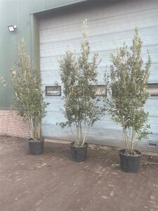 Quercus ilex 300-350 cm container meerstammig - afbeelding 16