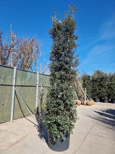 Quercus ilex 300-350 cm container meerstammig - afbeelding 17