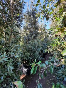 Quercus ilex 300-350 cm container meerstammig - afbeelding 18