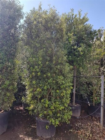 Quercus ilex 300-350 cm container meerstammig - afbeelding 23