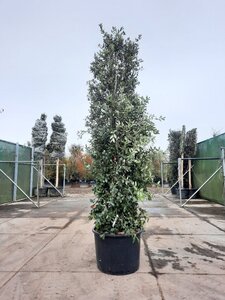 Quercus ilex 300-350 cm container meerstammig - afbeelding 19