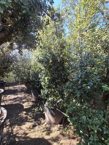 Quercus ilex 300-350 cm container meerstammig - afbeelding 20