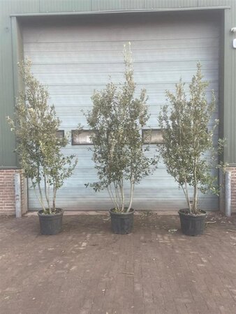 Quercus ilex 300-350 cm container meerstammig - afbeelding 17