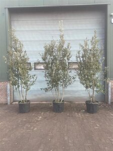 Quercus ilex 300-350 cm container meerstammig - afbeelding 17