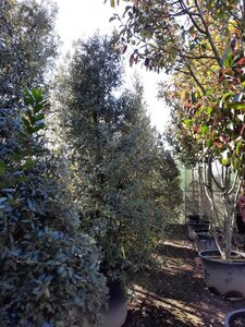 Quercus ilex 300-350 cm container meerstammig - afbeelding 13