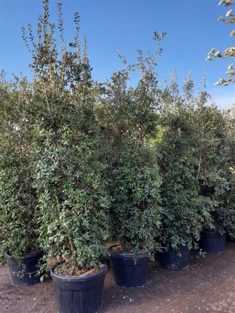 Quercus ilex 300-350 cm container meerstammig - afbeelding 11