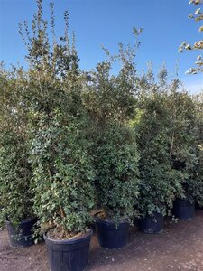 Quercus ilex 300-350 cm container meerstammig - afbeelding 11