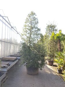 Quercus ilex 300-350 cm container meerstammig - afbeelding 2