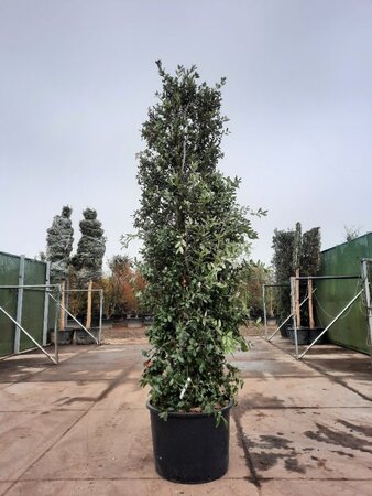 Quercus ilex 300-350 cm container meerstammig - afbeelding 8