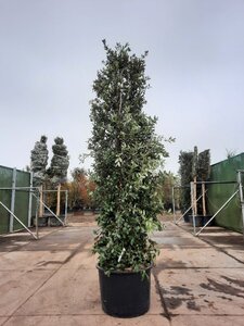 Quercus ilex 300-350 cm container meerstammig - afbeelding 8