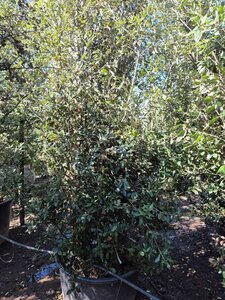 Quercus ilex 300-350 cm container meerstammig - afbeelding 9