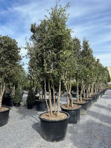 Quercus ilex 300-350 cm container multi-stem