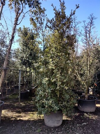 Quercus ilex 300-350 cm container multi-stem - image 22