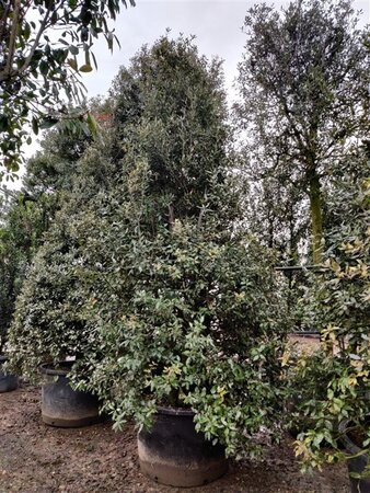 Quercus ilex 300-350 cm container multi-stem - image 3