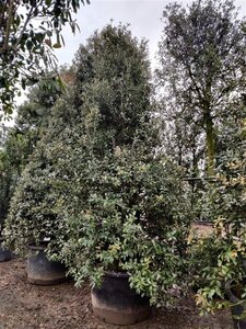 Quercus ilex 300-350 cm container multi-stem - image 3