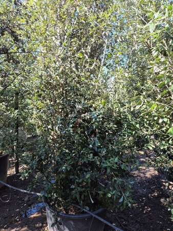 Quercus ilex 300-350 cm container multi-stem - image 9