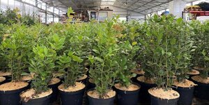 Quercus ilex 60-80 cm cont. 5,0L