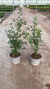 Quercus ilex 60-80 cm cont. 5,0L - afbeelding 7