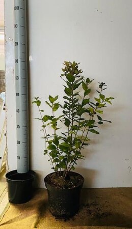 Quercus ilex 60-80 cm cont. 5,0L - afbeelding 6