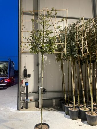 Quercus ilex 6-8 Hoogstam cont. 25L SCHERM,br120xh120 180 cm stam - afbeelding 3