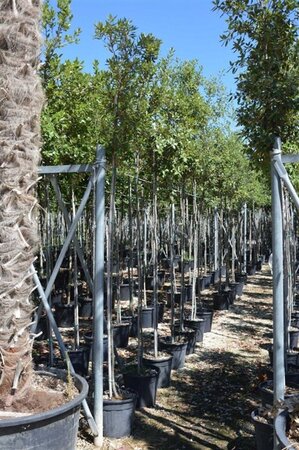Quercus ilex 6-8 Hoogstam container - afbeelding 1