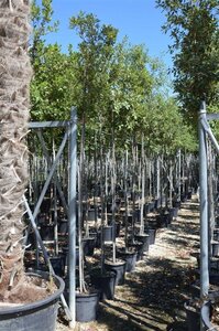Quercus ilex 6-8 Hoogstam container