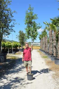 Quercus ilex 6-8 Hoogstam container - afbeelding 2
