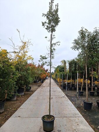 Quercus ilex 6-8 STA container - image 5