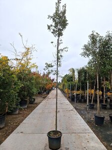 Quercus ilex 6-8 STA container - image 5