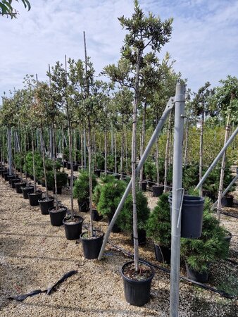 Quercus ilex 6-8 STA container - image 5