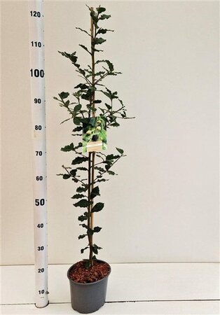 Quercus ilex 80-100 cm cont. 3,0L - afbeelding 5