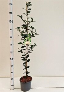Quercus ilex 80-100 cm cont. 3,0L - afbeelding 5
