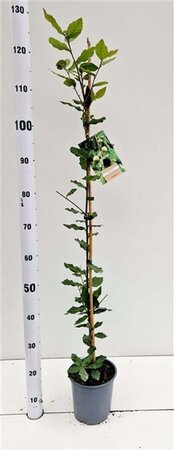 Quercus ilex 80-100 cm cont. 3,0L - afbeelding 6