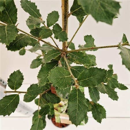 Quercus ilex 80-100 cm cont. 3,0L - afbeelding 7