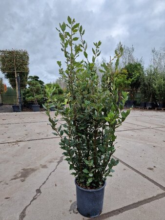Quercus ilex 80-100 cm cont. 5,0L - afbeelding 8