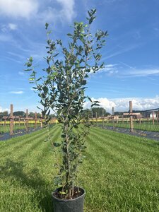 Quercus ilex 80-100 cm cont. 5,0L - afbeelding 3