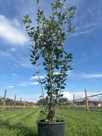 Quercus ilex 80-100 cm cont. 5,0L - afbeelding 4