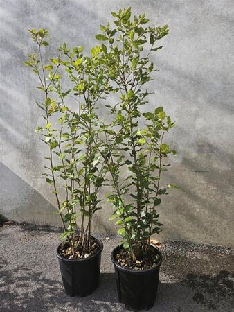 Quercus ilex 80-100 cm cont. 5,0L - afbeelding 6