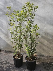 Quercus ilex 80-100 cm cont. 5,0L - afbeelding 6