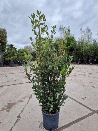 Quercus ilex 80-100 cm cont. 5,0L - afbeelding 9